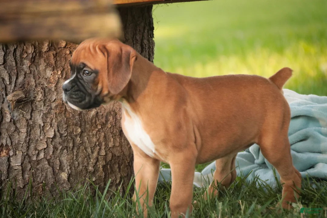 Boxer dogs for sale: Everest - Ad 1