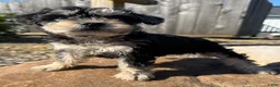 Schnoodle dogs for sale: Sara - Ad 1