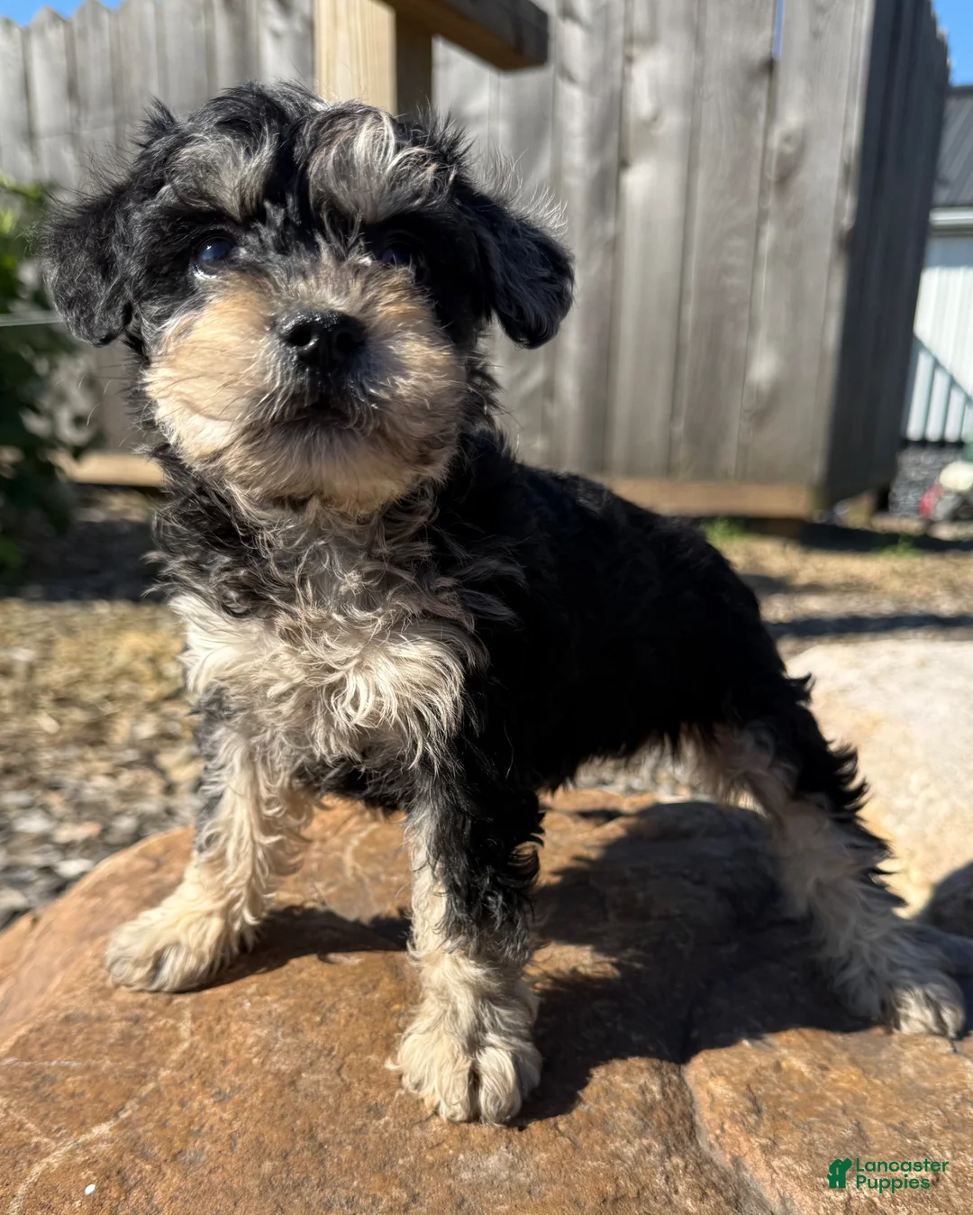 Schnoodle dogs for sale: Sara - Ad 1
