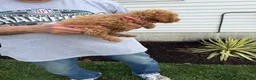 Miniature Poodle dogs for sale: Miniature Poodle 5  - Ad 2