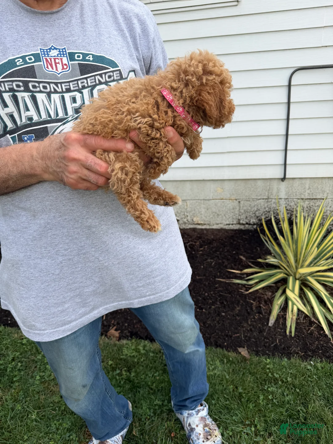 Miniature Poodle dogs for sale: Miniature Poodle 5  - Ad 2