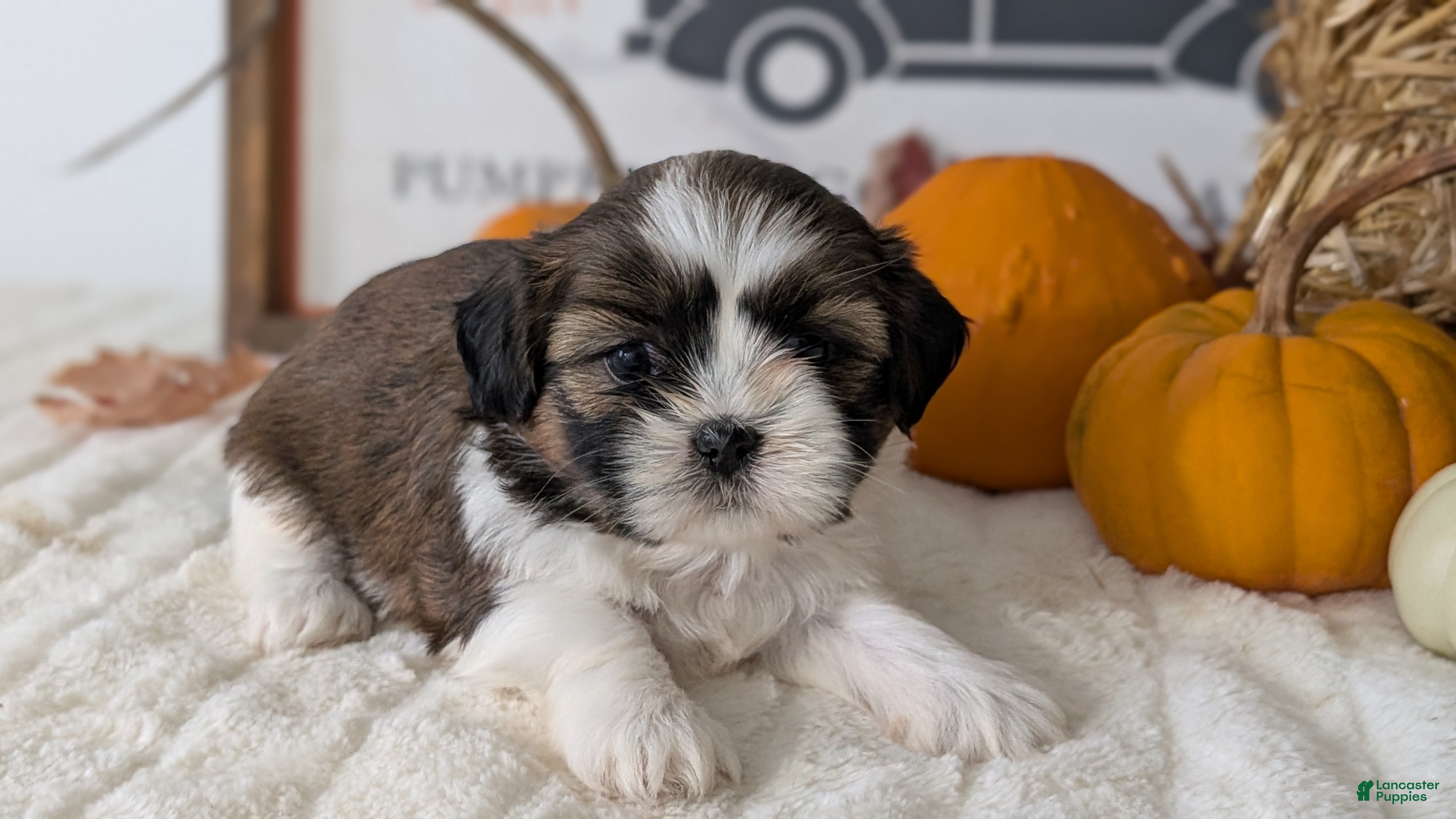 Shih Tzu dogs Kya - Ad 2