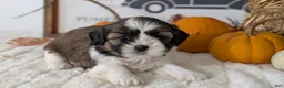 Shih Tzu dogs for sale: Kya - Ad 2