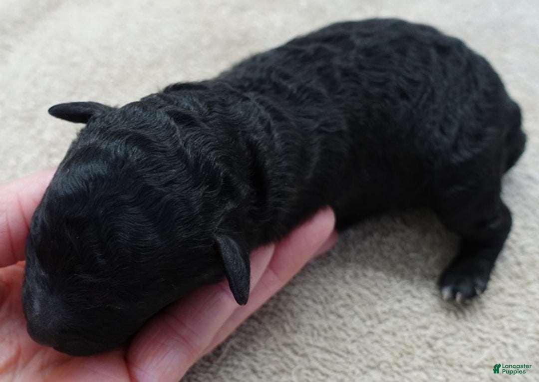 Toy Poodle dogs for sale: Kaida solid black - Ad 7