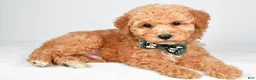Miniature Poodle dogs for sale: Alex - Ad 3