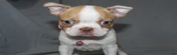 Boston Terrier dogs for sale: Luna - Ad 5