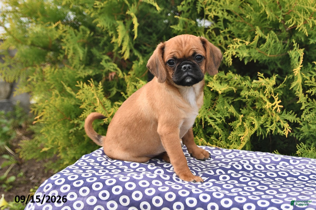 Mixed Breed dogs for sale: Chloe - Ad 4
