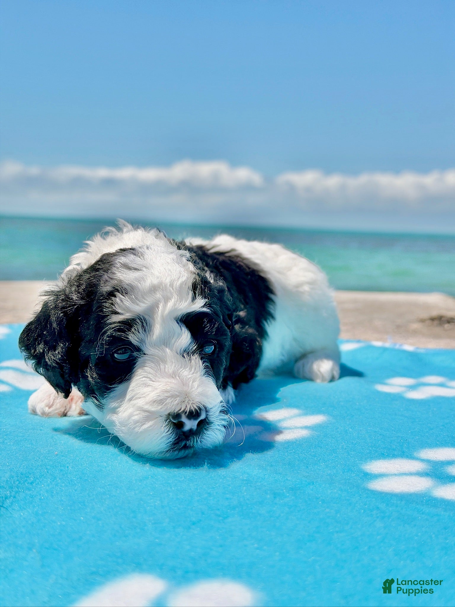 Miniature Poodle dogs Miniature Poodle Yellow - Ad 1