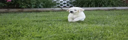 Golden Retriever dogs for sale: Yeti - Ad 4