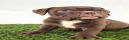 Olde English Bulldogge dogs for sale: Duke - Ad 3