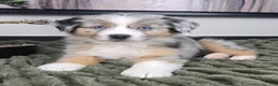 Miniature Australian Shepherd dogs for sale: Samson - Ad 6