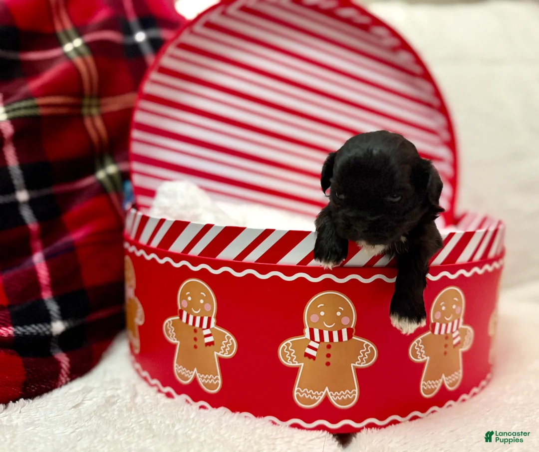 Shihpoo dogs for sale: Luna - Ad 15