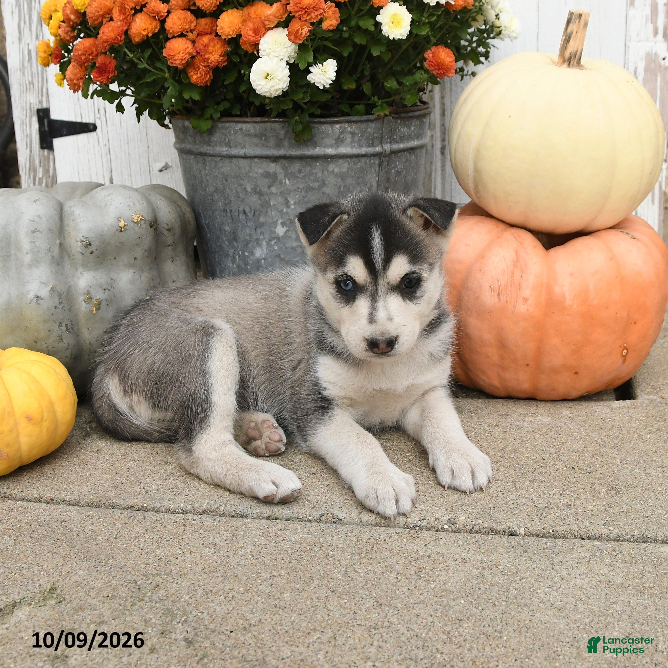 Mixed Breed dogs for sale: Diva - Ad 2