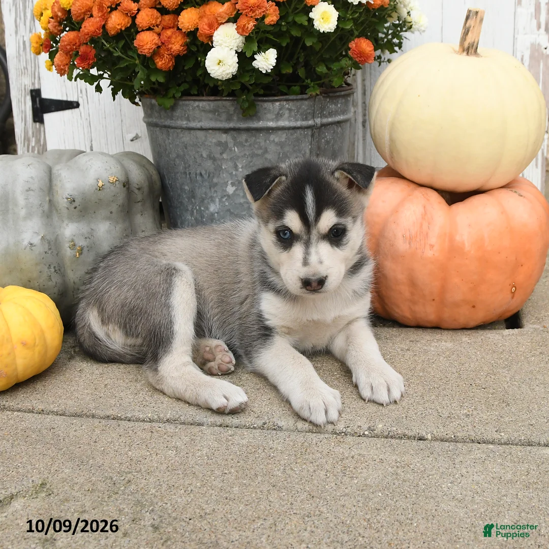 Mixed Breed dogs for sale: Diva - Ad 2