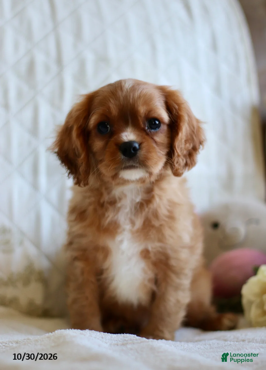 Cavalier King Charles Spaniel dogs for sale: Ollie - Ad 1