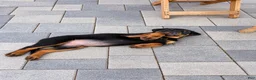 Rottweiler dogs for sale: Rottweiler 3 AKC - Ad 2