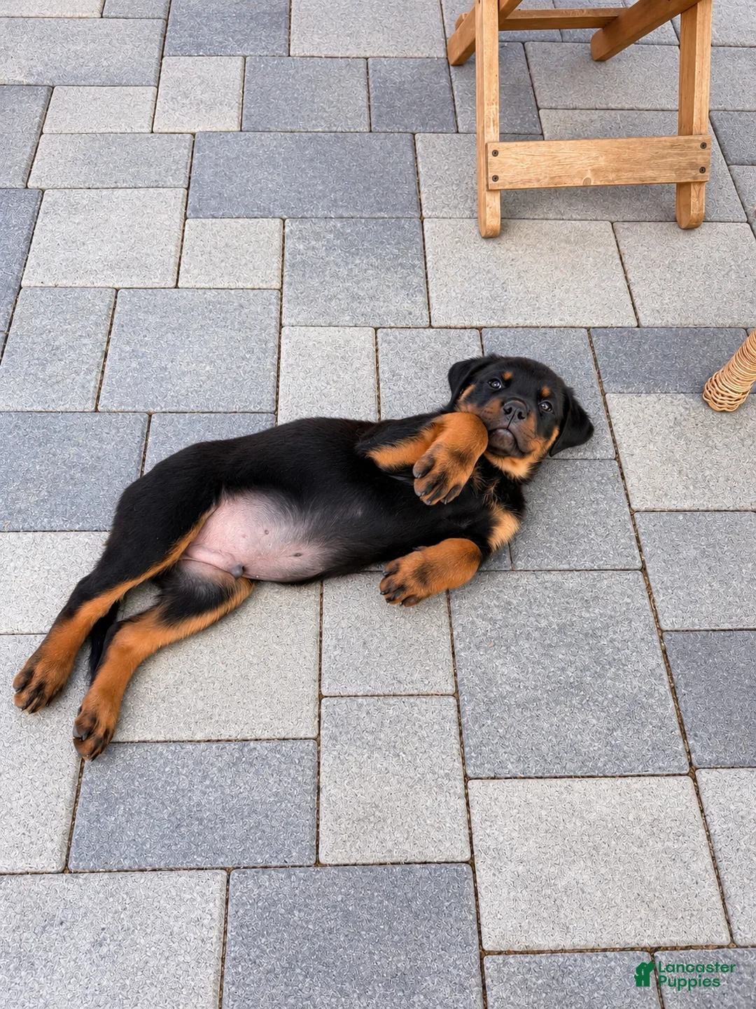 Rottweiler dogs for sale: Rottweiler 3 AKC - Ad 2