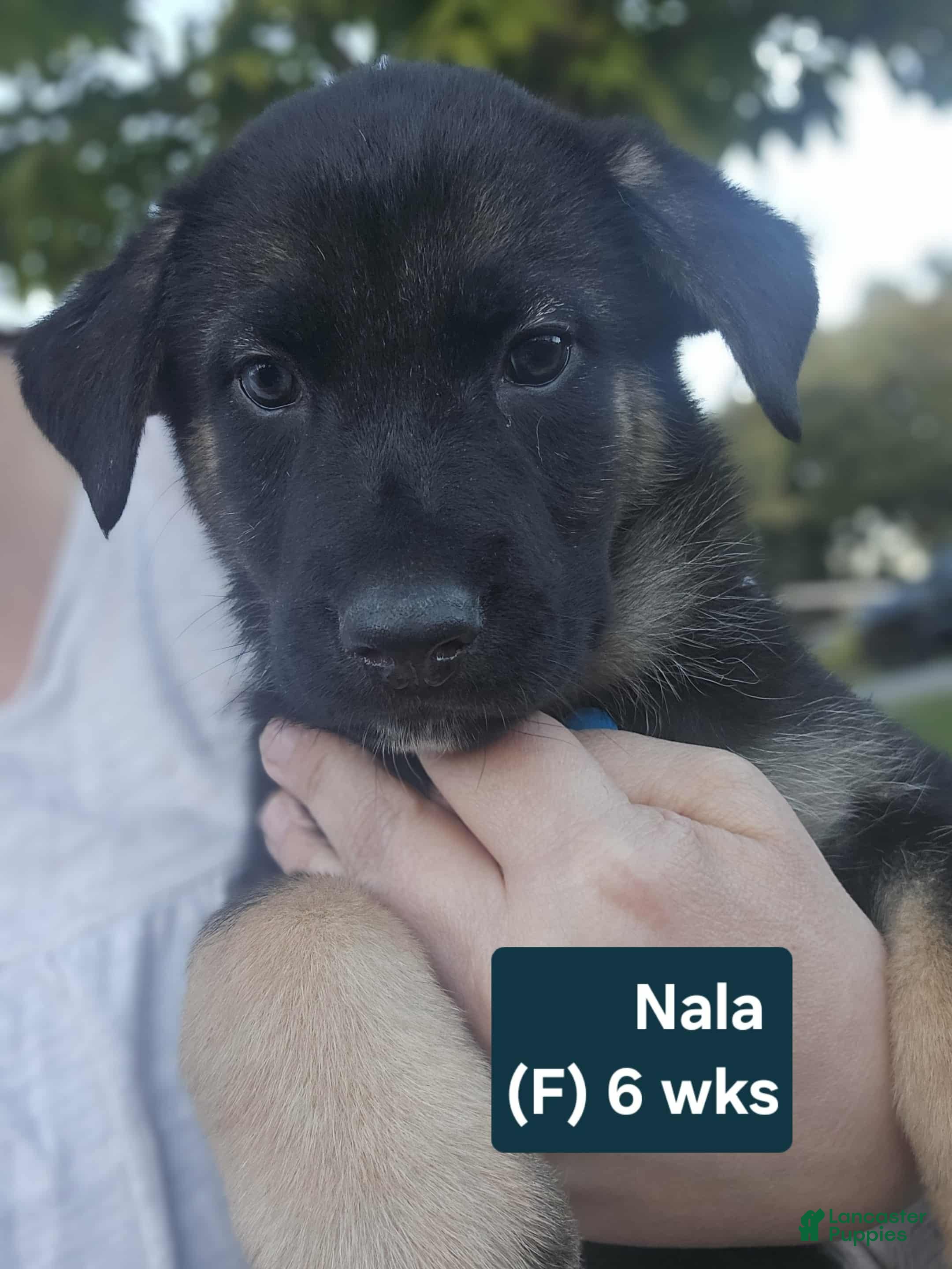 Blue German Shepherd Puppies for sale Lancaster Puppies