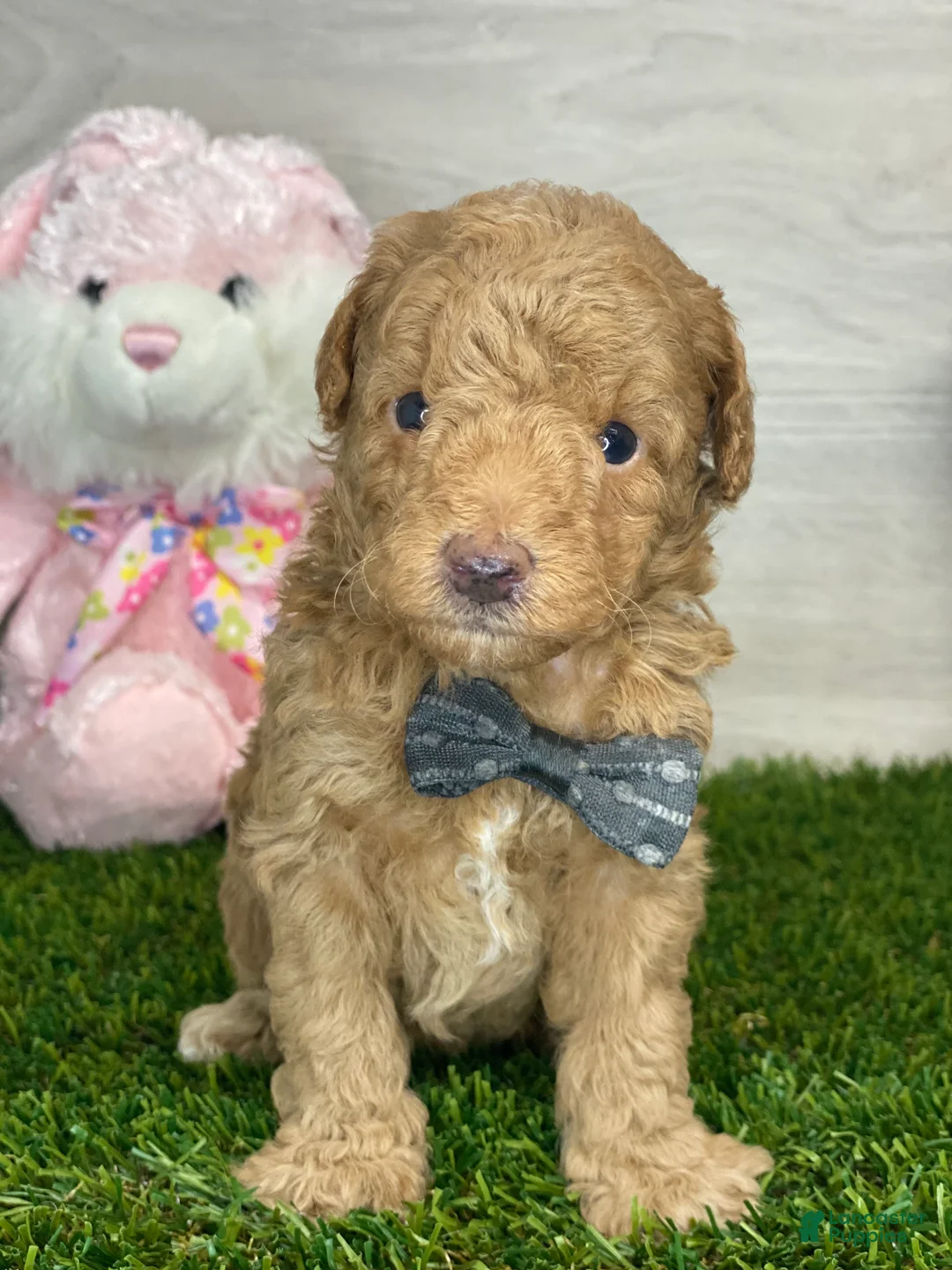 Toy Poodle dogs for sale: Mike - Ad 1