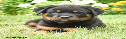 Rottweiler dogs for sale: Knox - Ad 4