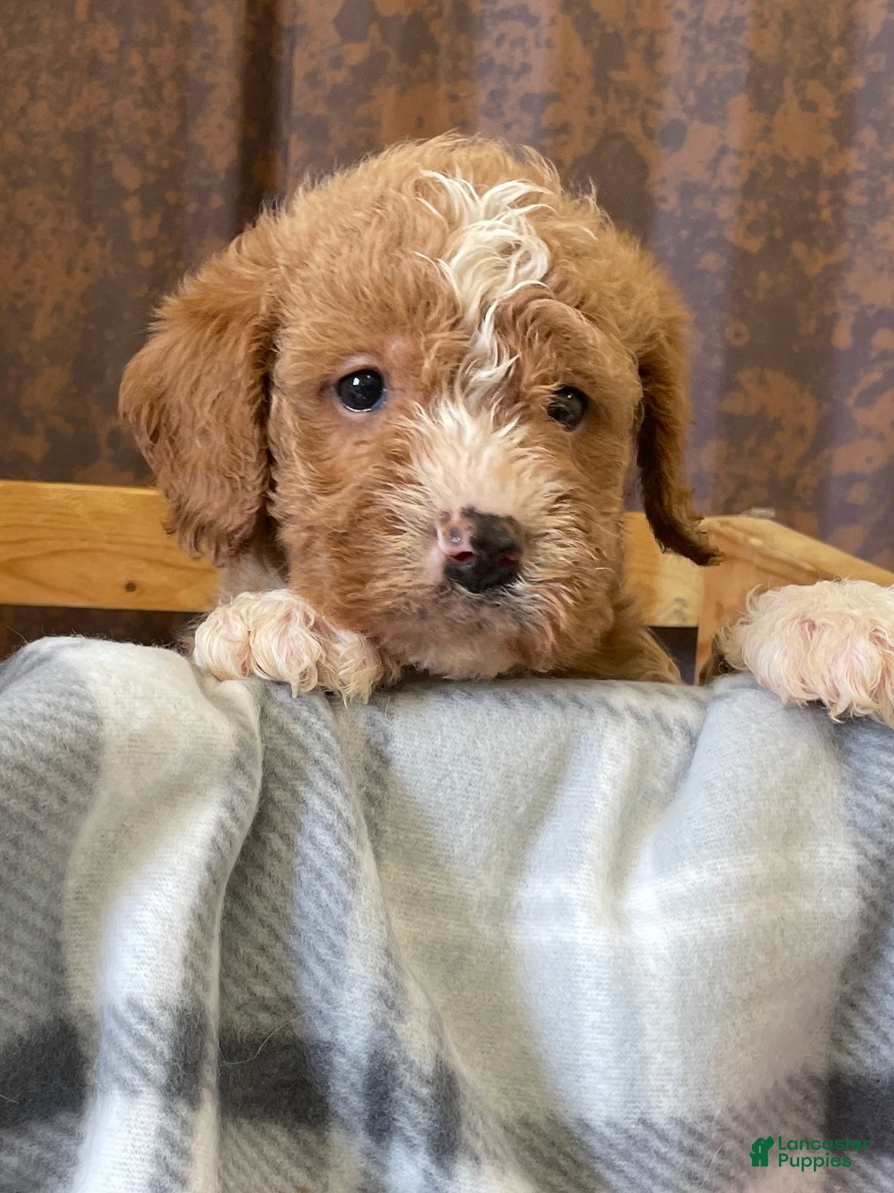 Labradoodle dogs Lenox - Ad 12