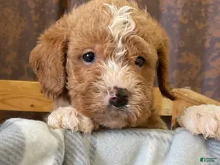 Labradoodle dogs Lenox - Ad 12