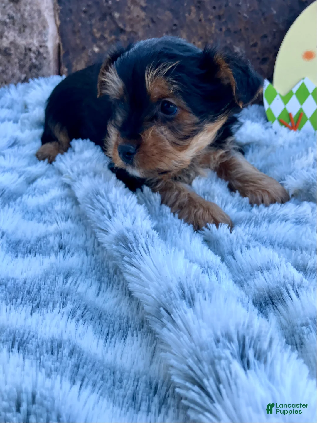 Yorkshire Terrier dogs for sale: Kolby - Ad 3