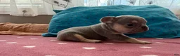 French Bulldog dogs for sale: French Bulldog 3 - Ad 1