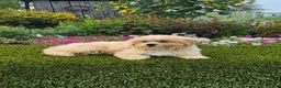 Havapoo dogs for sale: Asher - Ad 9