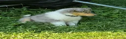 Collie dogs for sale: '250' - AKC COLLIE PUPPY  Look at my beautiful eyes!! - Ad 4