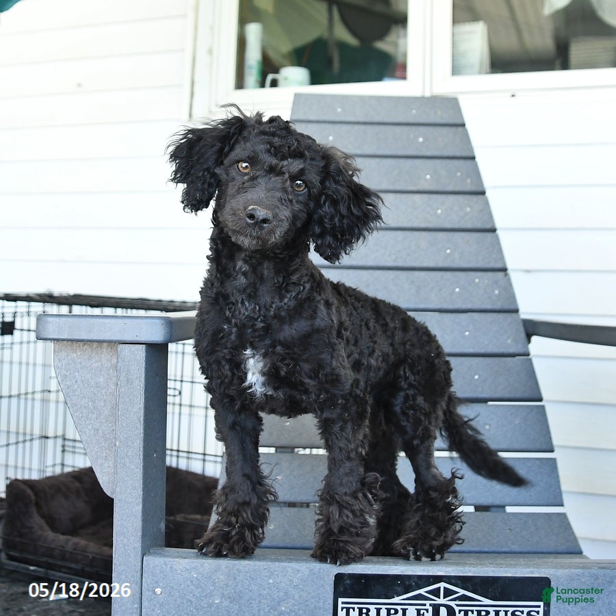 Miniature Poodle dogs Teddy - Ad 1