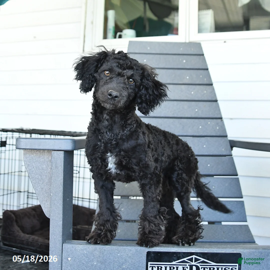 Miniature Poodle dogs for sale: Teddy - Ad 1