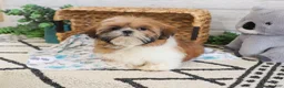 Shih Tzu dogs for sale: Theon  - Ad 3