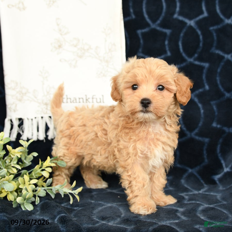 Maltipoo dogs Aden - Ad 1