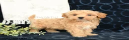 Maltipoo dogs for sale: Aden - Ad 1