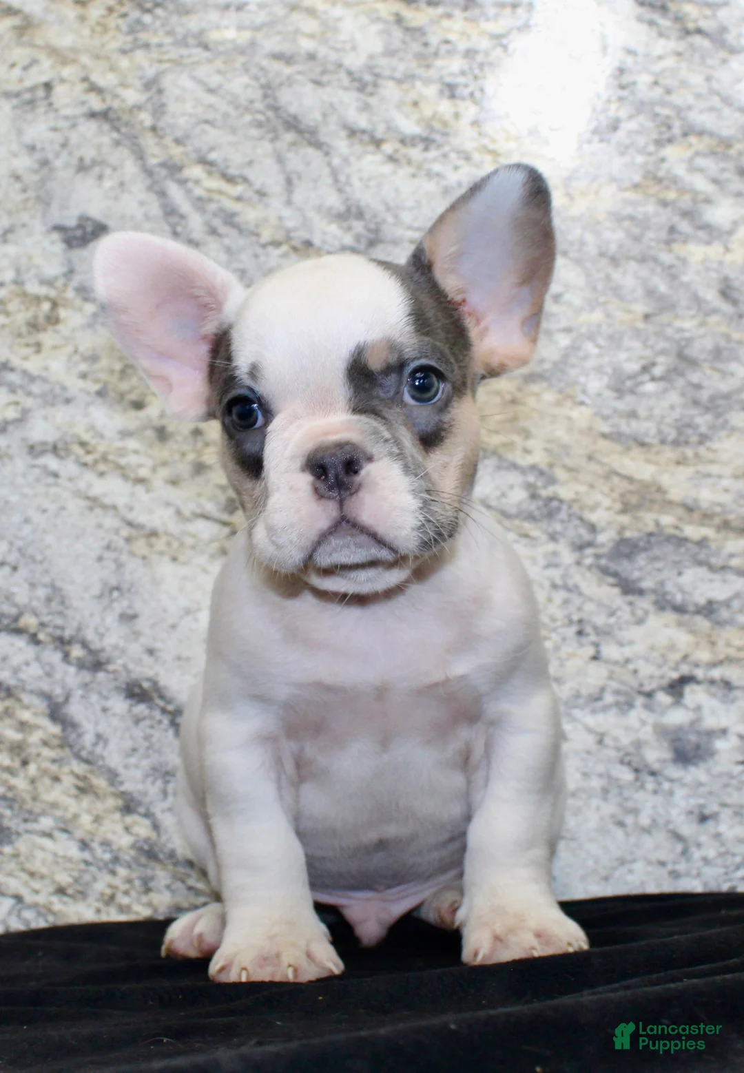French Bulldog dogs for sale: Barlow Male AKC French Bulldog - Ad 2