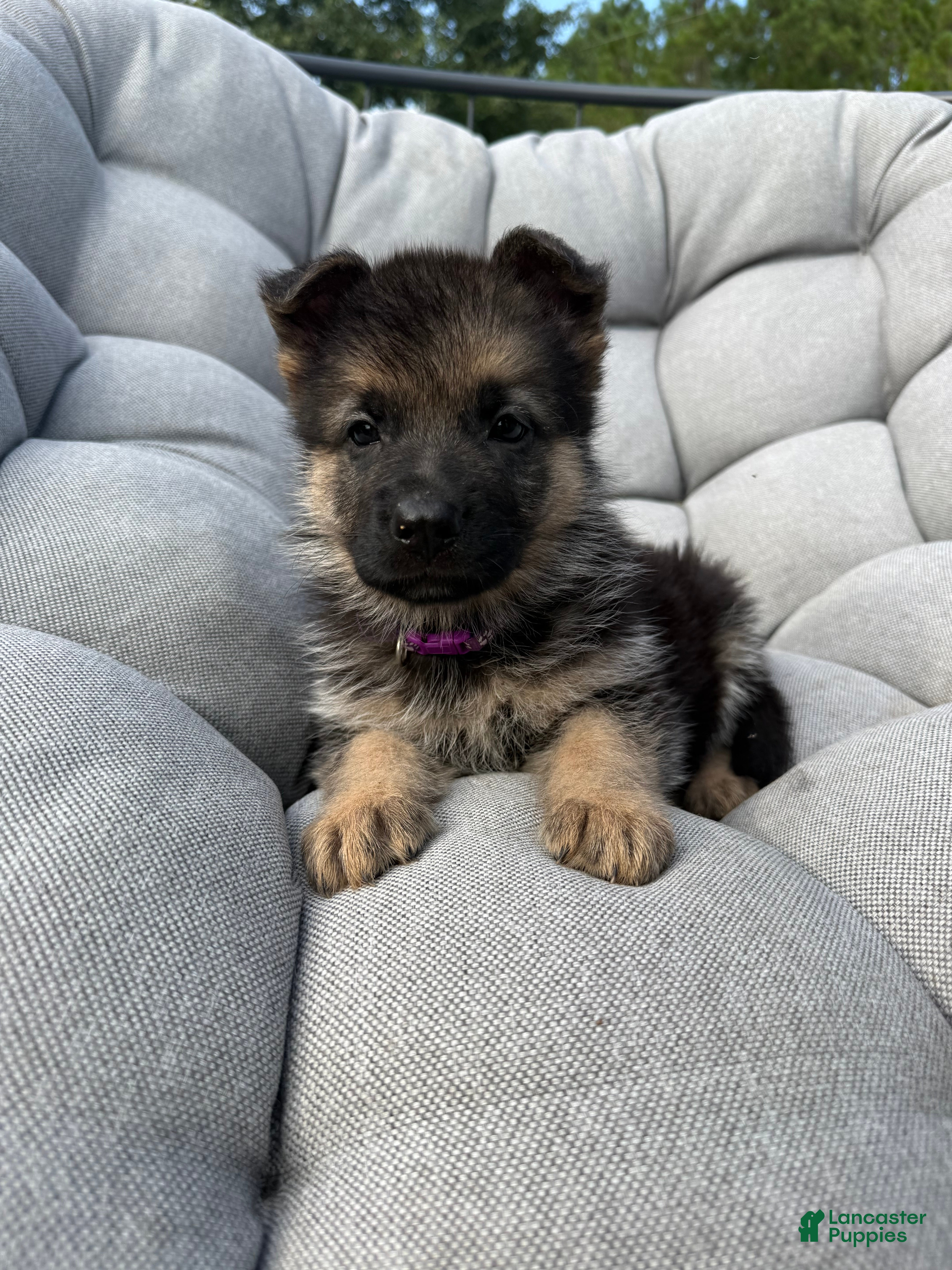 German Shepherd dogs Maisie - Ad 37