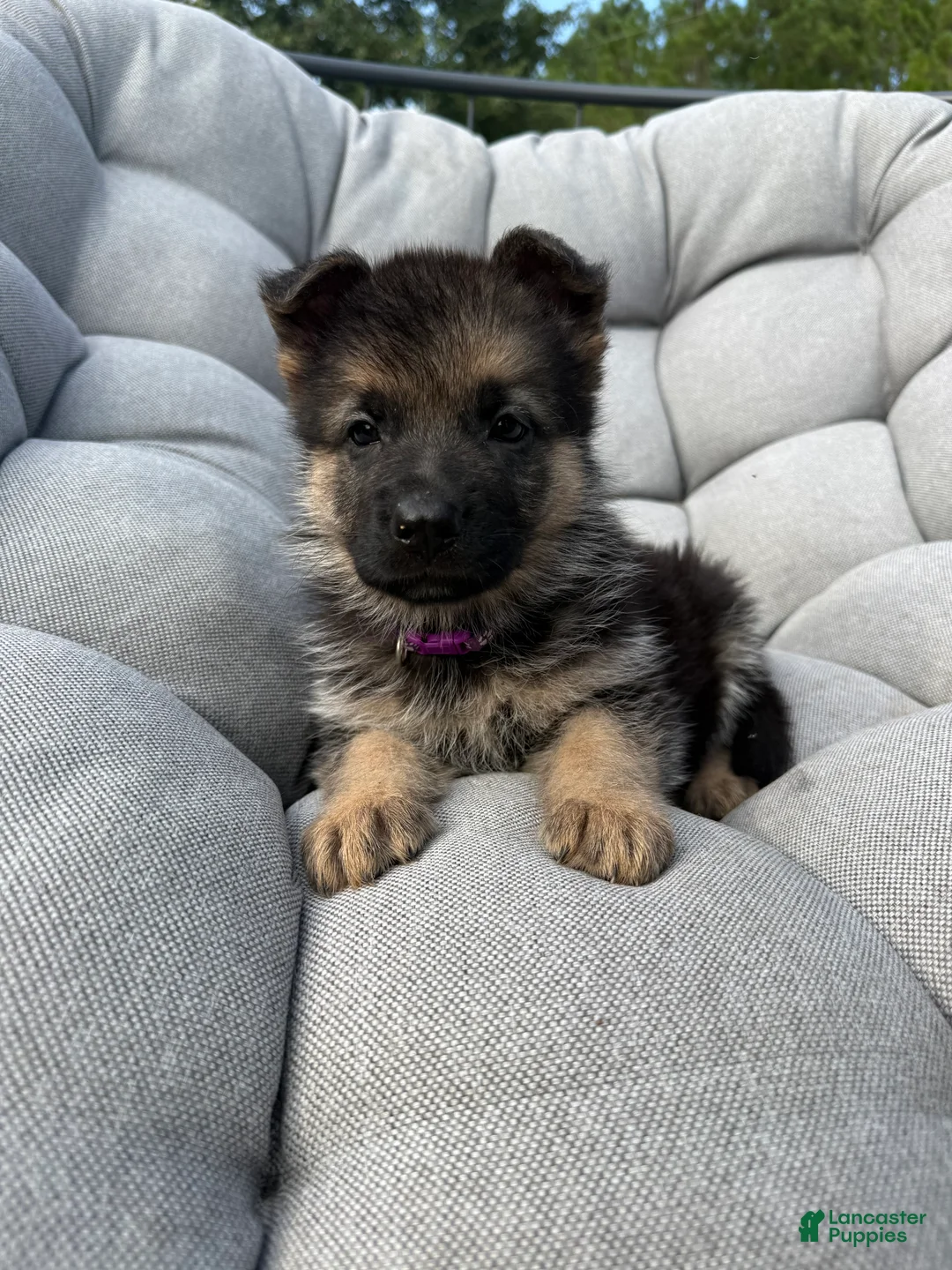 German Shepherd dogs for sale: Maisie - Ad 1