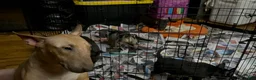 Miniature Bull Terrier dogs for sale: Miniature Bull Terrier 2 - Ad 10