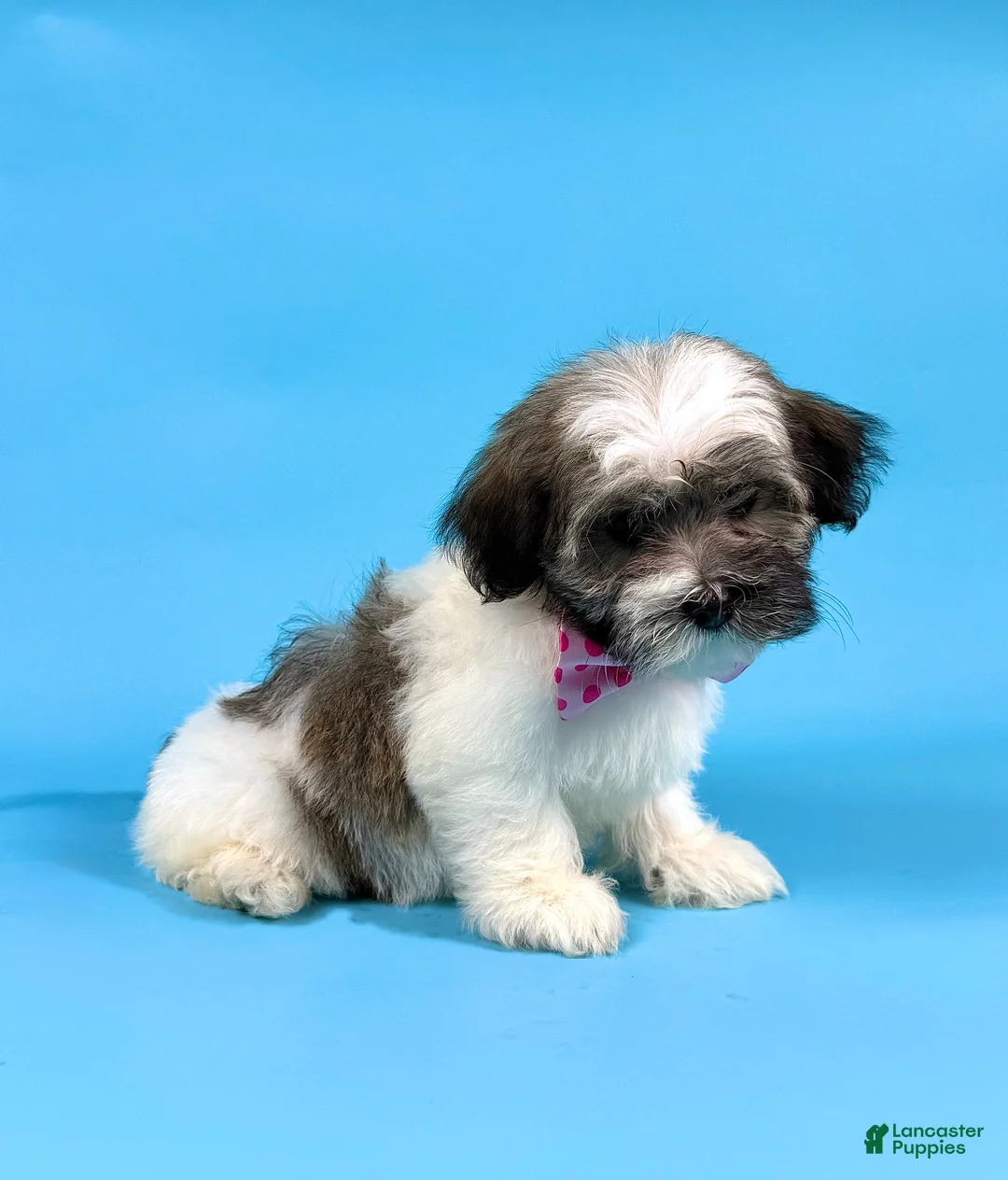 Havanese dogs for sale: EVIE - Ad 1