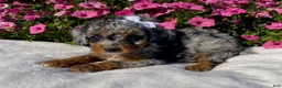 Mini Bernedoodle dogs for sale: Robin - Ad 4