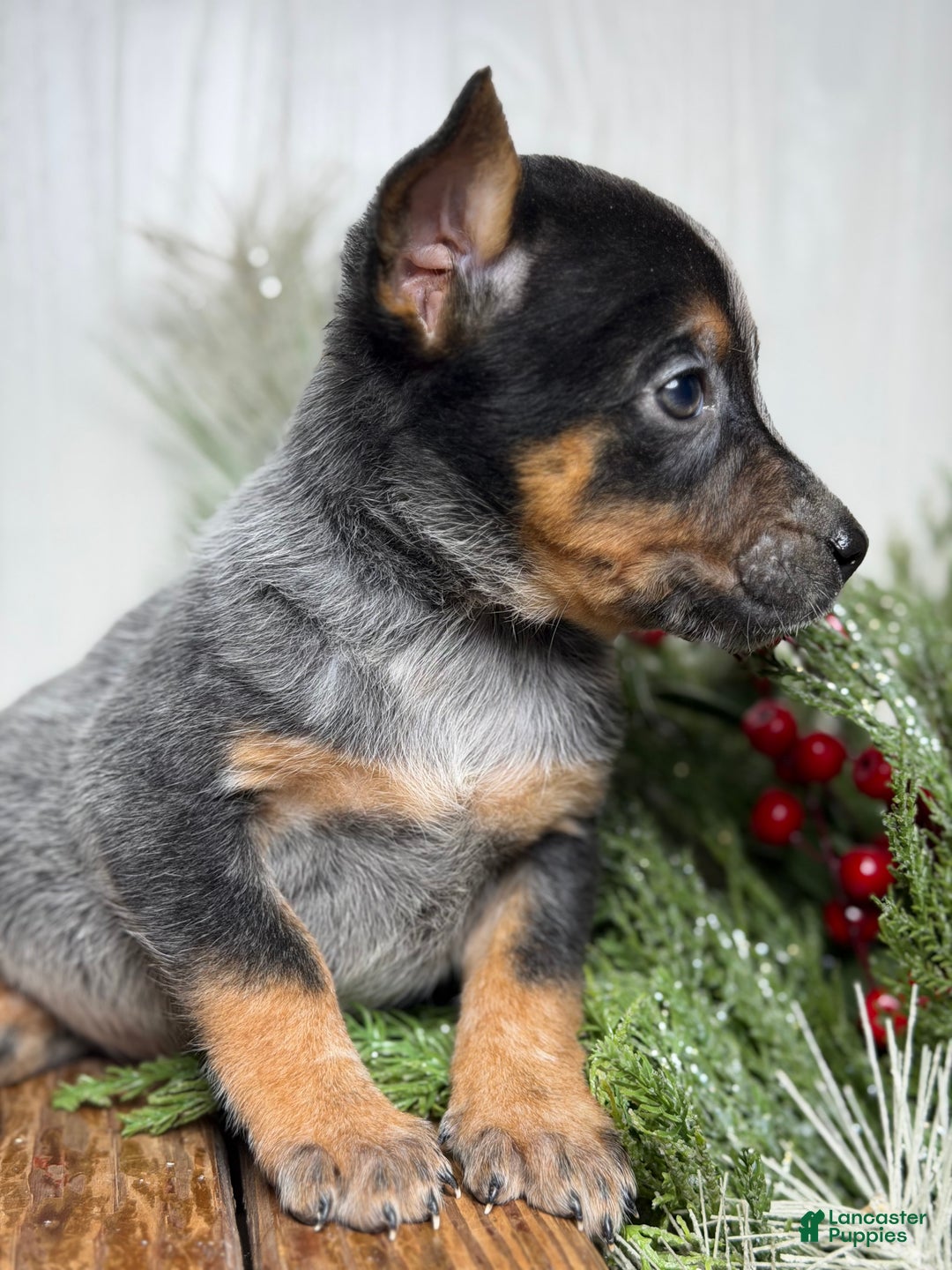 Australian Cattle Dog dogs for sale: Australian Cattle Dog Puppy 2 - Ad 2