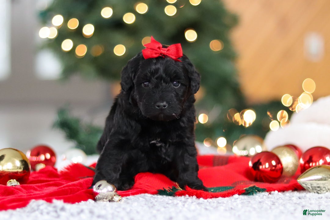 Mini Goldendoodle dogs for sale: Pippa  - Ad 4
