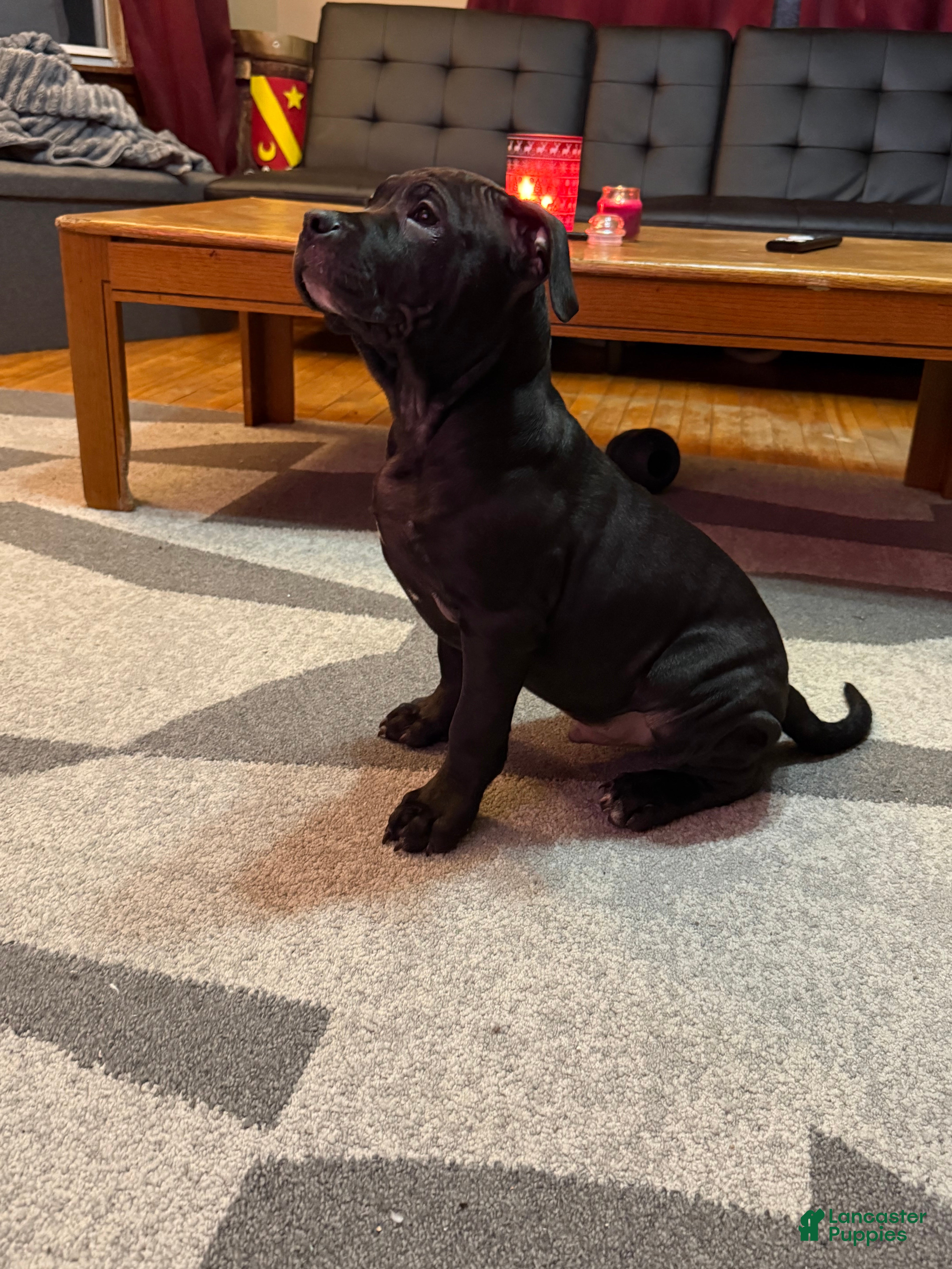 American Bully dogs Luna - Ad 28