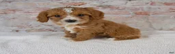 Cavapoo dogs for sale: Hudson - Ad 3