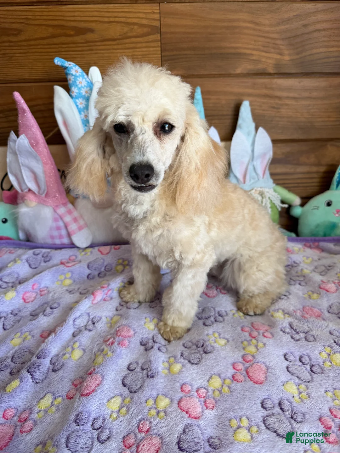 Toy Poodle dogs for sale: Newton - Ad 1