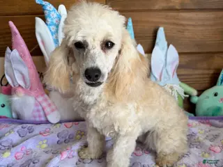 Toy Poodle dogs Newton - Ad 33