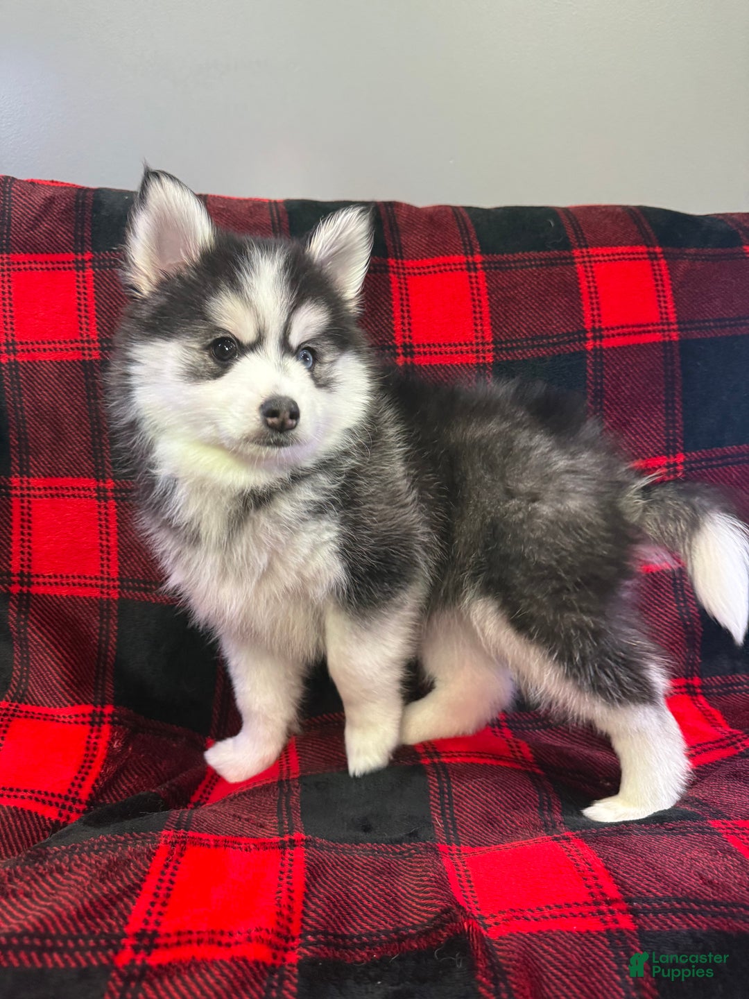 Pomsky dogs for sale: Tiny - Ad 8