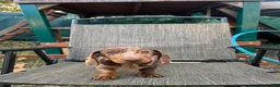 Dachshund dogs for sale: Slinky - Ad 3
