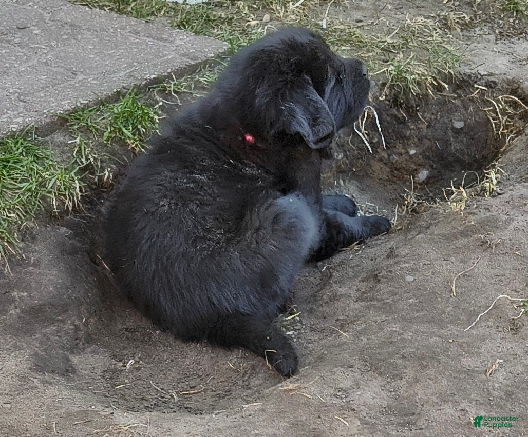 Newfoundland dogs Pink collar  - Ad 5